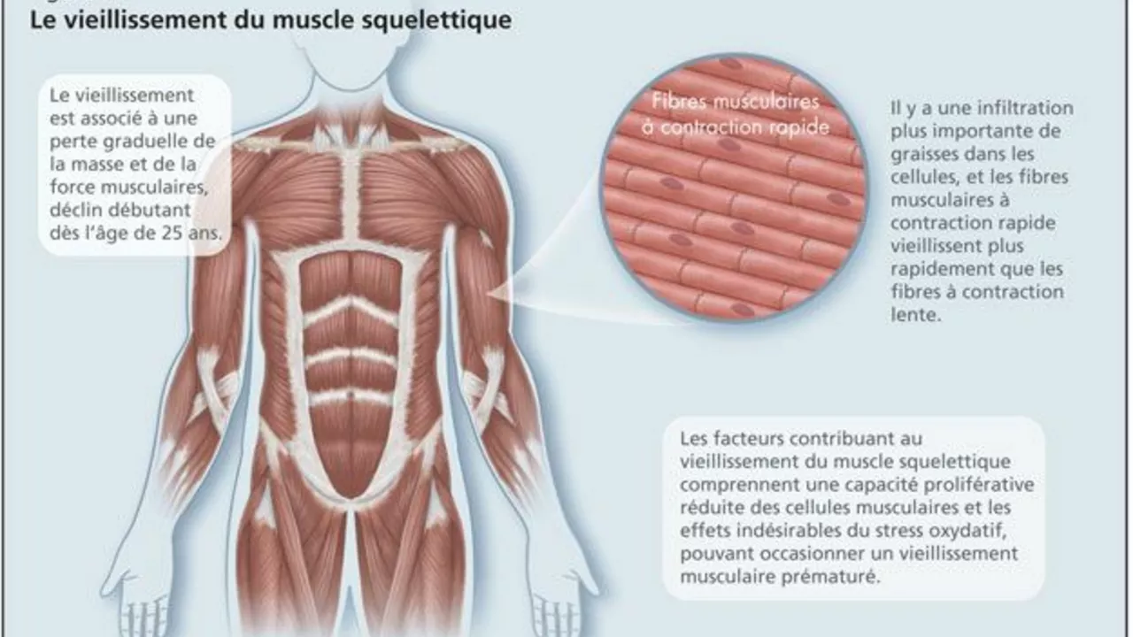 The Impact of Aging on the Muscular System and How to Maintain Muscle Mass